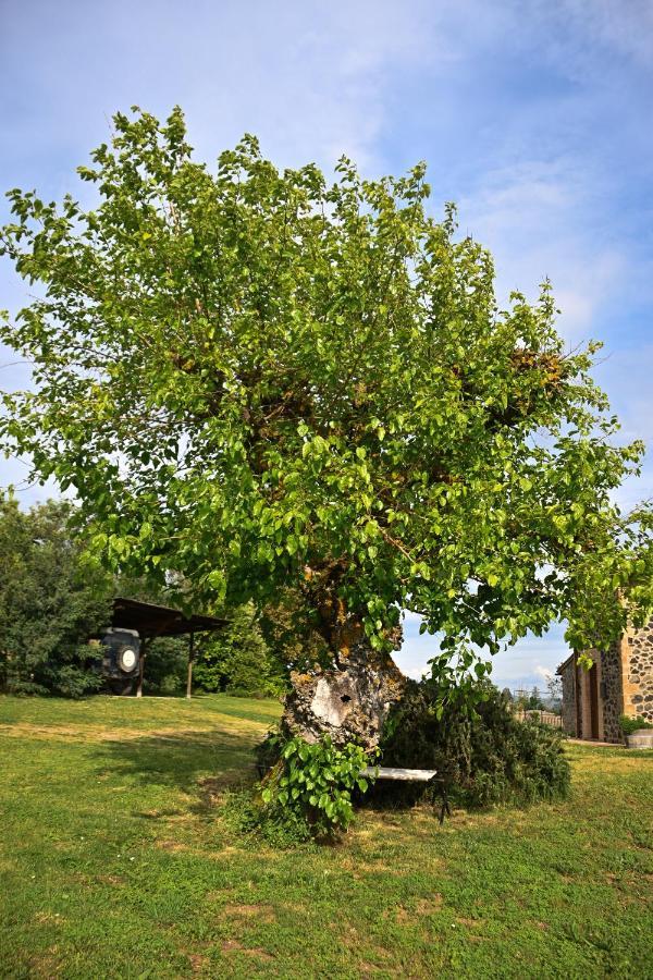 Casa Lattuada Daire Orvieto Dış mekan fotoğraf